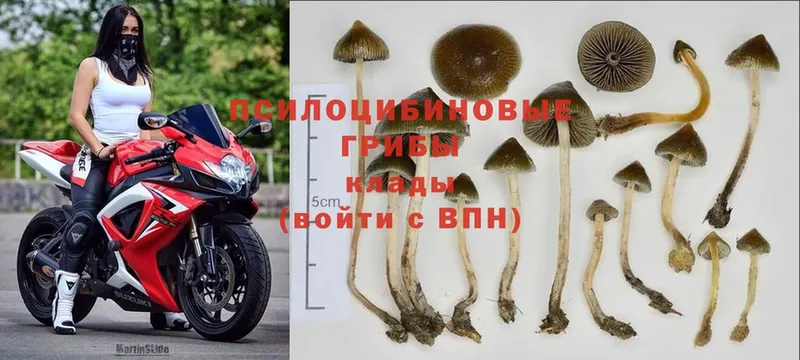 Галлюциногенные грибы Cubensis  ОМГ ОМГ ссылки  Ипатово 